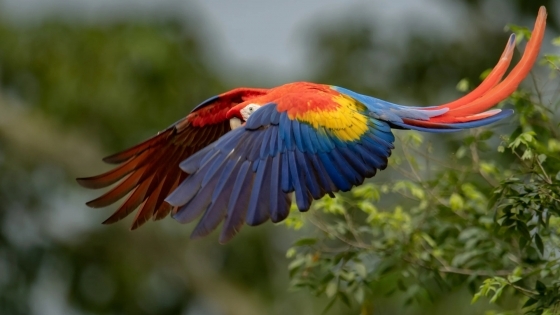 COSTA RICA INOLVIDABLE
